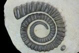 Three Devonian Ammonites (Anetoceras) With Trilobite Heads #101576-2